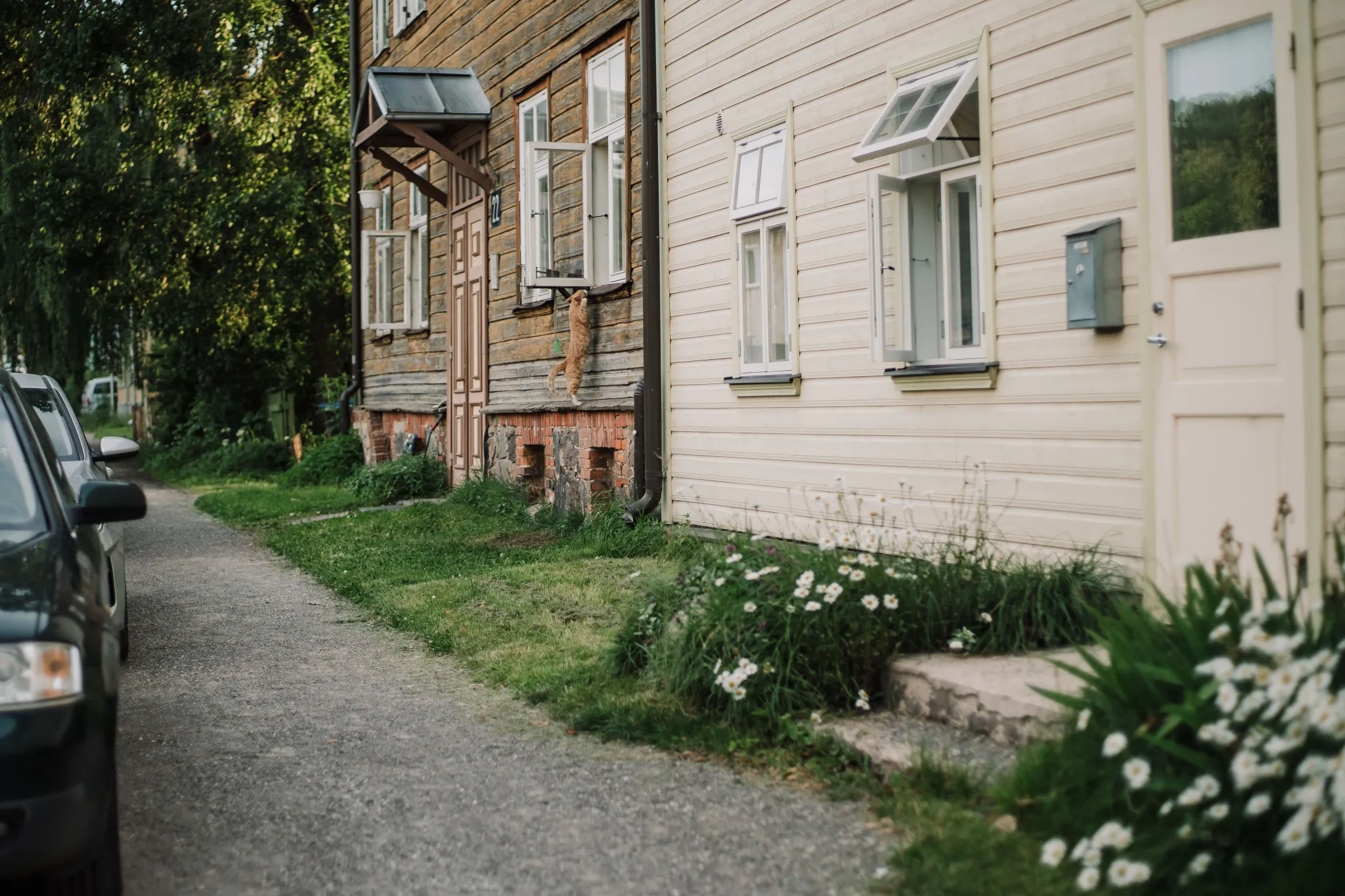  Vaikne Eesti elamurida, millel on vanade puidust ja telliskivist majade rida, avatud aknad, pargitud auto ja rohus õitsevad valged karikakrad.