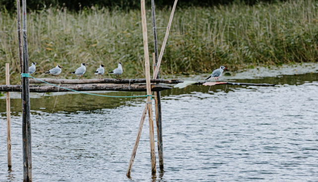 Emajõgi