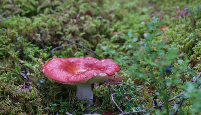 Loodusõhtu "Puuseened – kuulsad ja kummalised" Indrek Selliga 8. septembril.