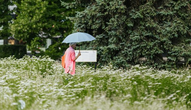 Kureeritud Elurikkuse ala juulikuus Tartu Kaubahoovi pargis 