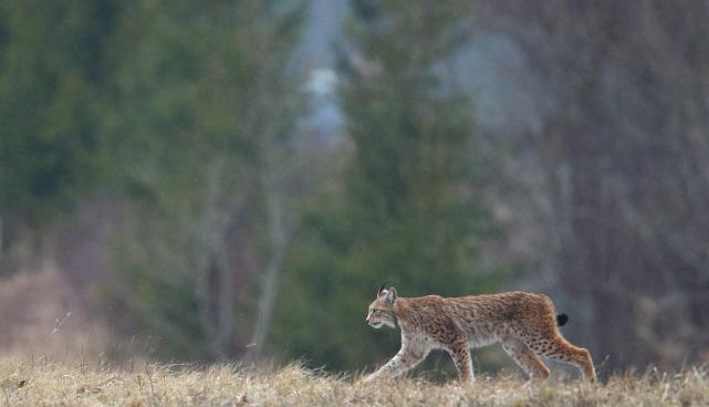Ilves vihmas