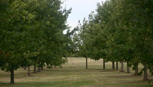 tammik