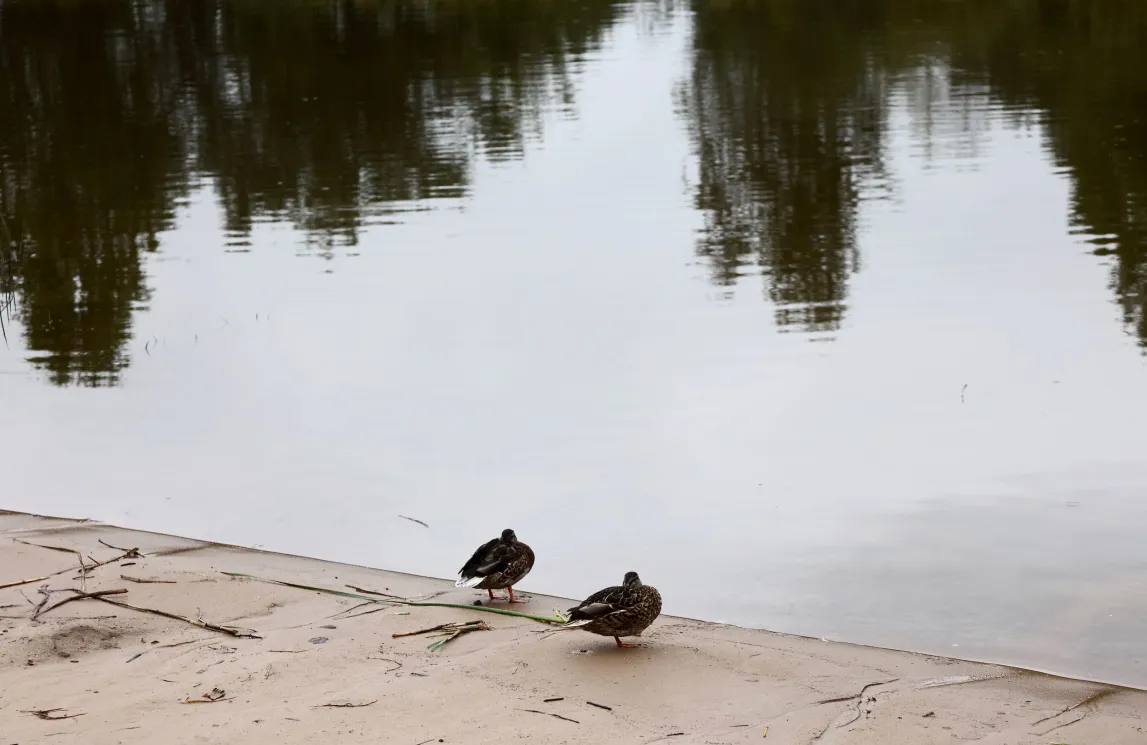 kaks tuvi vee ääres